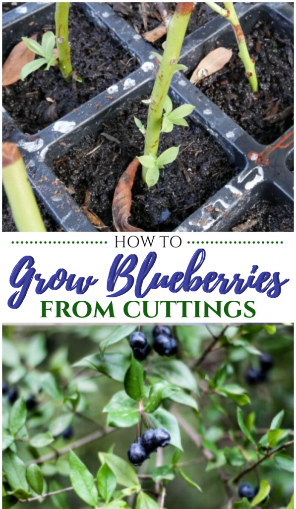 How To Grow Blueberries From Cuttings Pin Challenge My Pinterventures