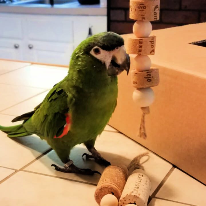 Image for How to Make Fun Cork and Bead Toys for Cats and Birds