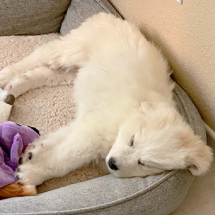 are great pyrenees puppies lazy